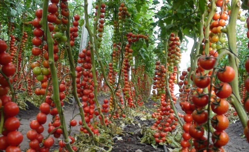 Cover Image for رواندا: لماذا الزراعة الحضرية مهمة في كيغالي