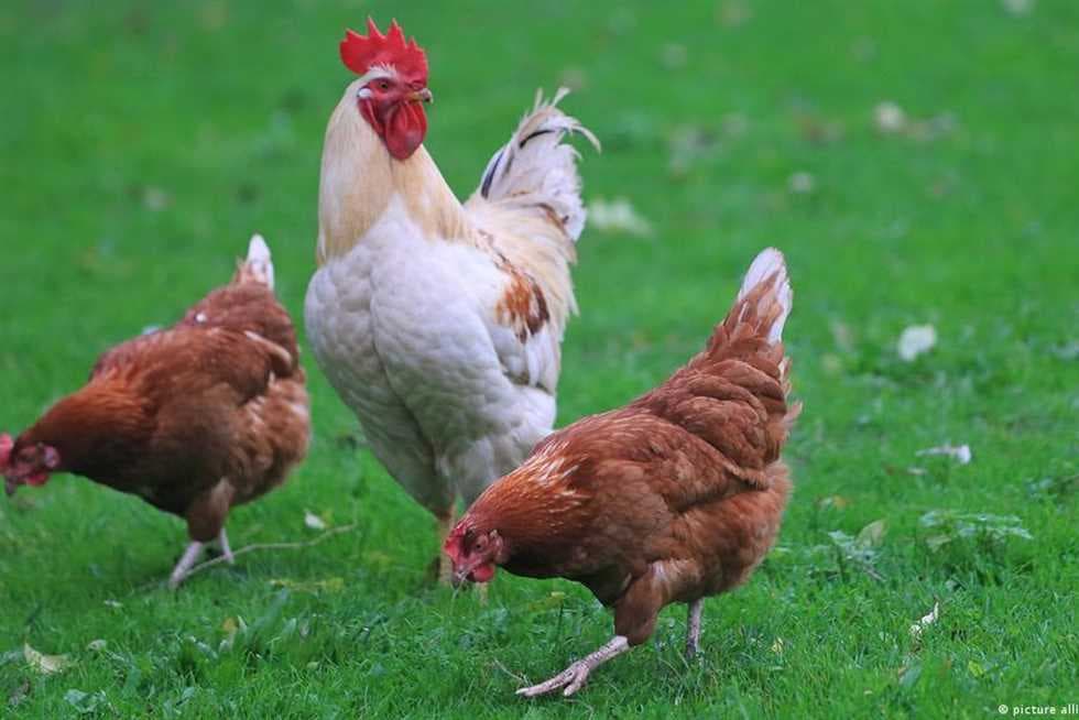 استقرار أسعار الدواجن والفراخ البيضاء في السوق المحلية اليوم الجمعة 22 أغسطس 2025