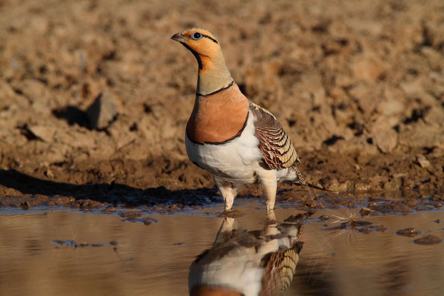 تقرير بيئي سري يهدد مشروع خط كهرباء عالي التوتر في فرنسا بالتعليق بسبب الطيور المهددة بالانقراض