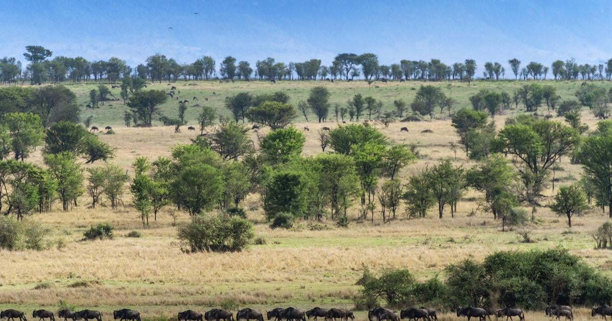 خدمة الحياة البرية الكينية ترفض مزاعم عرقلة فندق فاخر لهجرة حيوانات النو