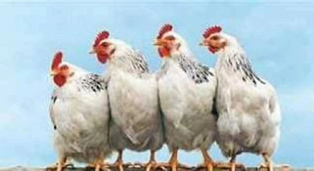 استقرار أسعار الدواجن في الأسواق المصرية اليوم الجمعة 19 ديسمبر 2025