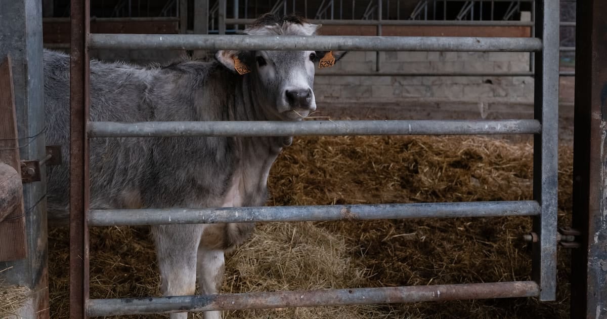 أبرز أخبار اليوم: تفشي مرض جلدي، انفجار مصنع، هجوم سيبراني، تحذيرات فيضانات، ومبعوث ترامب لغرينلاند