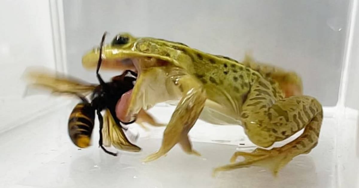 أهمية التنوع البيولوجي ودوره في استدامة النظم البيئية على كوكب الأرض