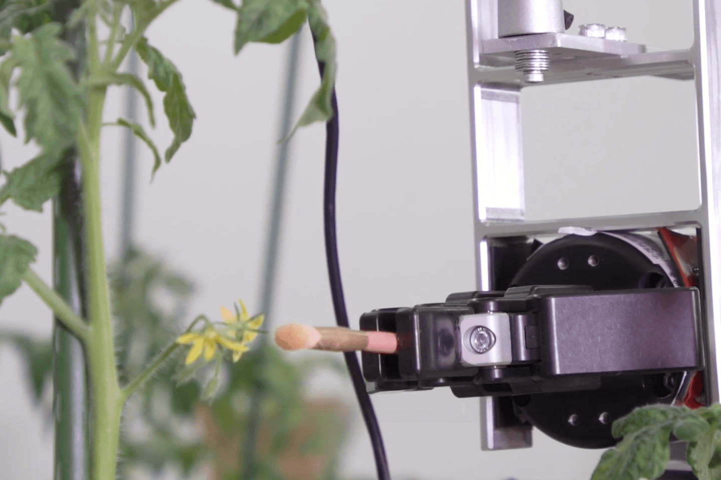 الاتحاد الأوروبي يواجه جدلاً حول التقنيات الجينومية الجديدة: تكرار لتاريخ الكائنات المعدلة وراثيًا؟