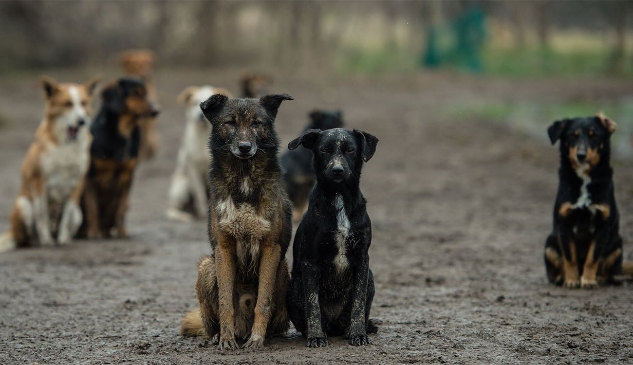 وزارة الصحة تدعو المواطنين لاتخاذ تدابير وقائية عاجلة ضد داء الكلب