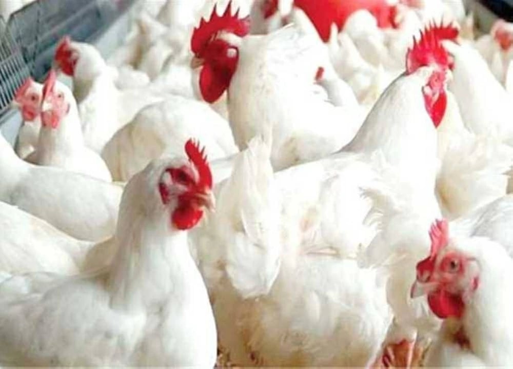 استقرار أسعار الفراخ والبيض في أسواق الشرقية اليوم الخميس 19 فبراير 2026