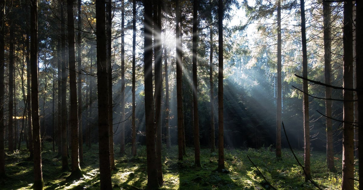 محسن بن حميدة: شاعر تونس المجدد ومترجم رامبو، وقصيدة