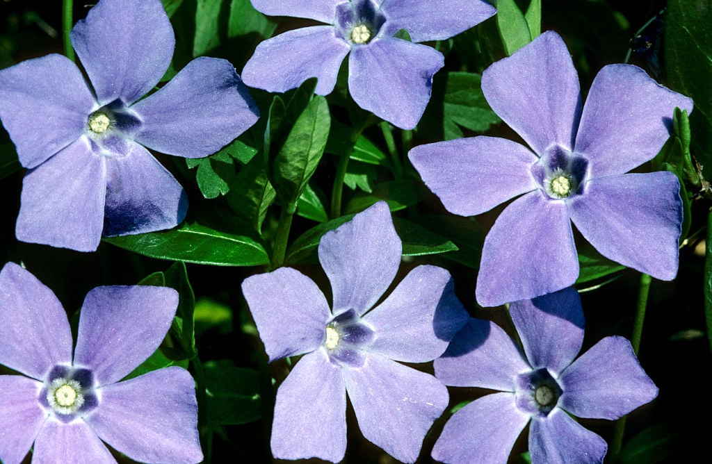 Periwinkle: منصة جديدة تتيح للمستخدمين التحكم ببياناتهم الاجتماعية خارج سيطرة شركات التكنولوجيا الكبرى