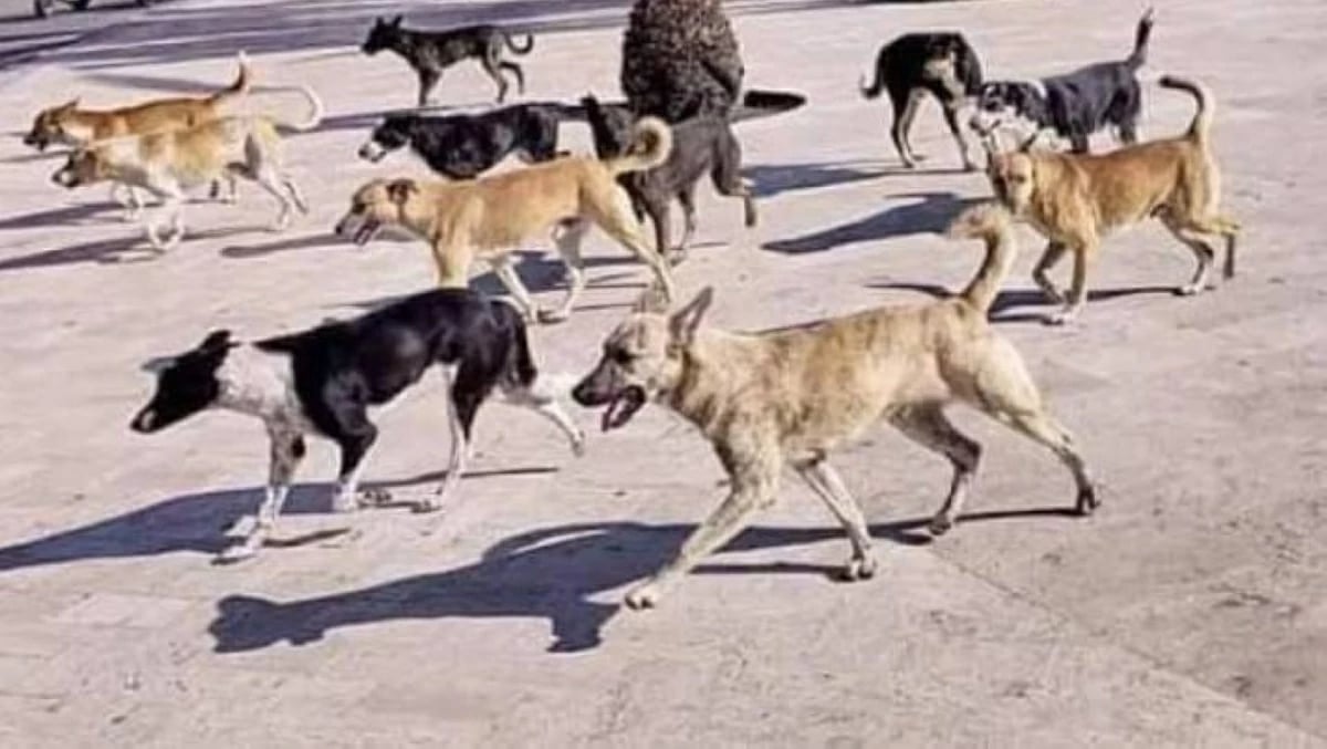 تحرك عاجل لمواجهة الكلاب الضالة في مصر بعد تسجيل 1.4 مليون حالة عقر سنويًا