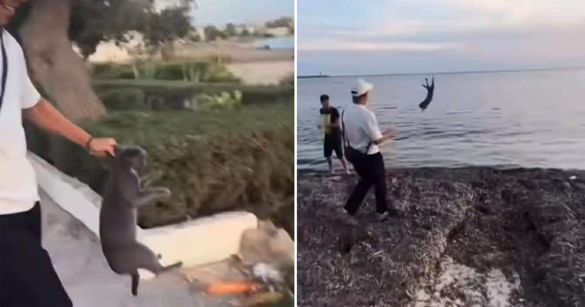 النيابة العمومية بنابل تفتح تحقيقاً في قضية إساءة معاملة قط وإلقائه في البحر