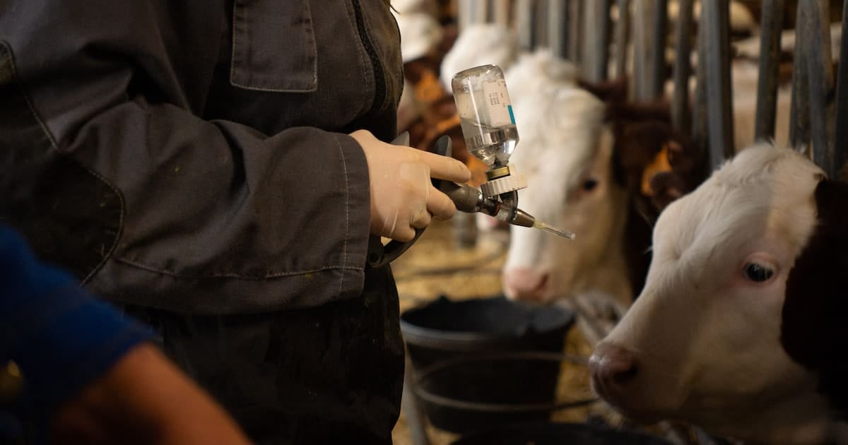 تحول في استراتيجية مكافحة مرض الجلد العقدي: فرنسا توسع نطاق التطعيم وتعبئ البيطريين العسكريين